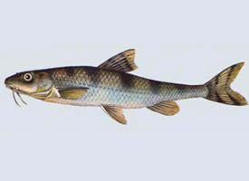 Photo: Danubian longbarbel gudgeon