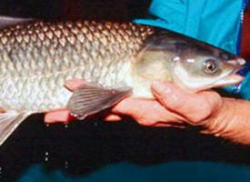 Photo: Black carp