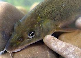 Photo: Common barbel