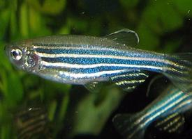 Photo: Zebrafish