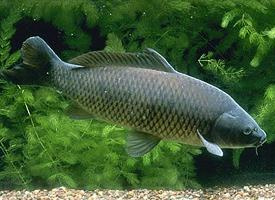 Photo: Eurasian carp