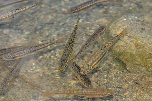 Photo: Eurasian minnow