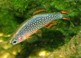 Photo: Celestial pearl danio