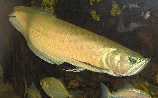 Photo: Silver arowana