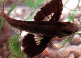 Photo: Freshwater butterflyfish