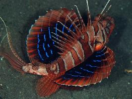 Photo: Blackfoot firefish