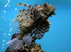 Photo: Red lionfish