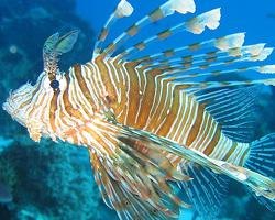 Photo: Devil firefish