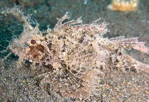 Photo: Ambon scorpionfish