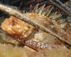 Photo: Black scorpionfish