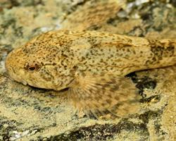 Photo: European bullhead