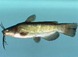 Photo: Brown bullhead