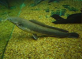 Photo: African sharptooth catfish