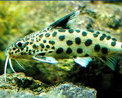 Photo: Cuckoo catfish