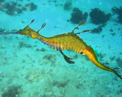 Photo: Common seadragon