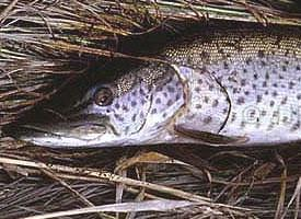 Photo: Amur pike