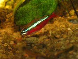 Photo: Cardinal tetra