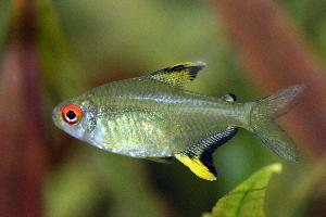 Photo: Lemon tetra