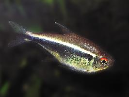 Photo: Black neon tetra