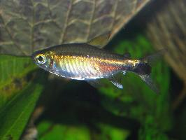 Photo: Costello tetra