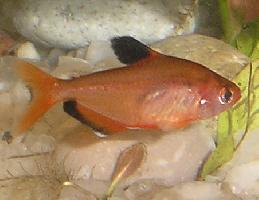 Photo: Serpae tetra