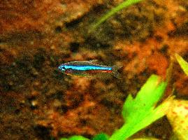 Photo: Green neon tetra