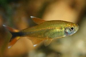 Photo: Silvertip tetra