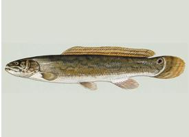 Photo: Bowfin