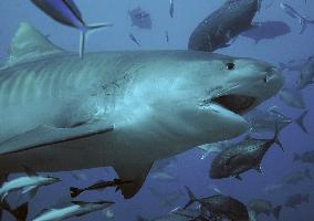 Photo: Tiger shark