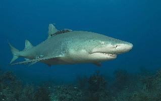 Photo: Lemon shark