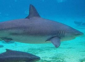 Photo: Dusky shark