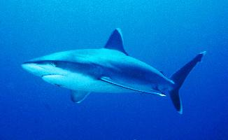 Photo: Silvertip shark