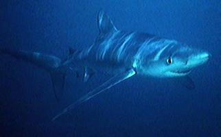 Photo: Blue shark