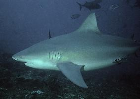 Photo: Bull shark