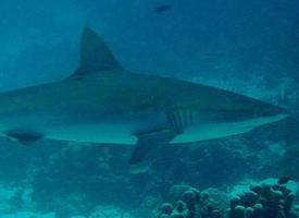 Photo: Grey reef shark