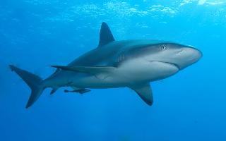 Photo: Caribbean reef shark