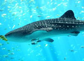 Photo: Whale shark