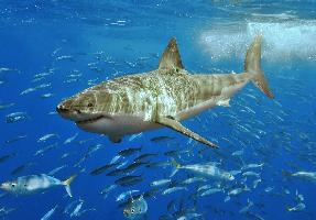 Photo: Great white shark