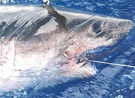 Photo: Salmon shark