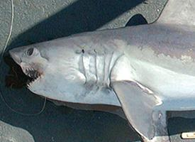 Photo: Porbeagle