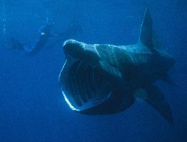 Photo: Basking shark