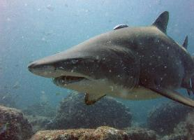 Photo: Sand tiger shark