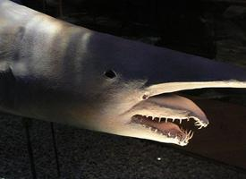 Photo: Goblin shark