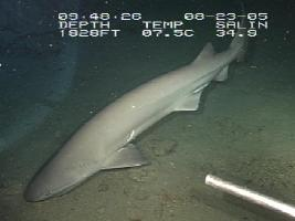 Photo: Bluntnose sixgill shark