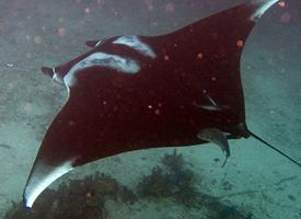 Photo: Giant oceanic manta ray