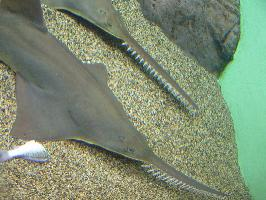 Photo: Smalltooth sawfish