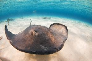 Photo: Southern stingray