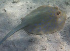 Photo: Bluespotted ribbontail ray