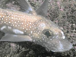 Photo: Spotted ratfish