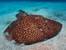 Photo: Marbled electric ray